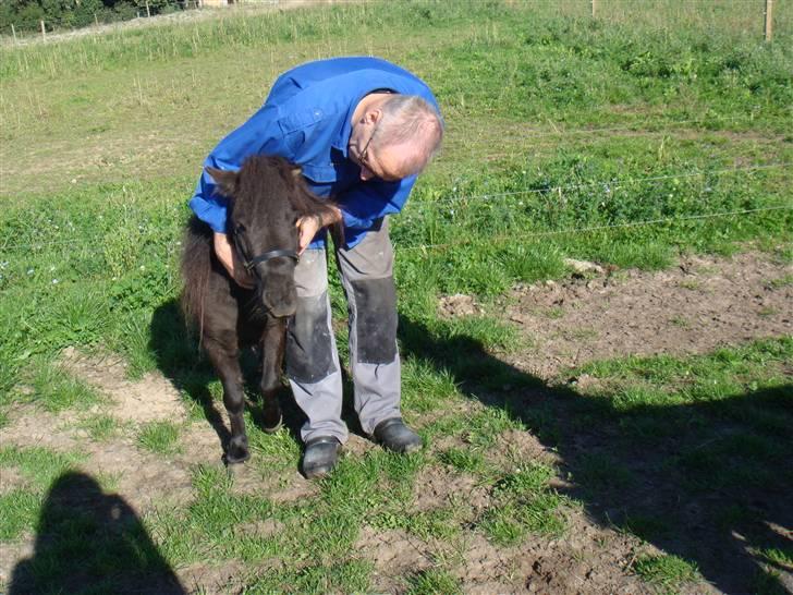 Miniature Søbygård´s Surprise billede 10