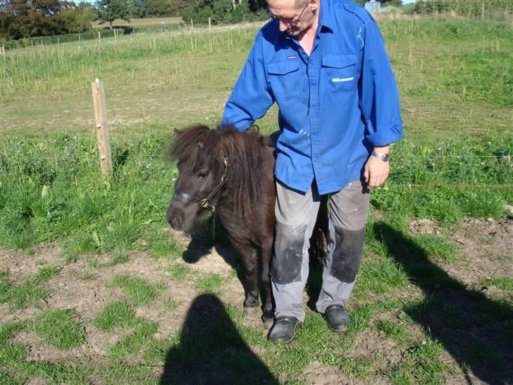 Miniature Søbygård´s Surprise billede 11