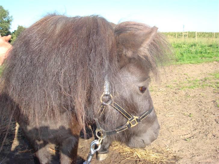 Miniature Søbygård´s Surprise billede 12