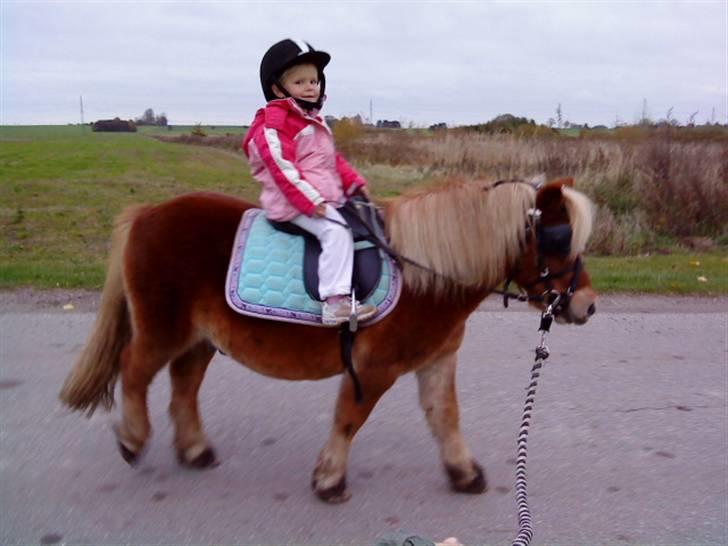 Shetlænder Tvebak Blondie - Min grandkusine Josefine rider "hendes" Tvebak billede 9