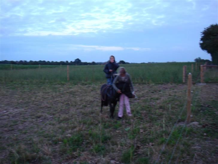 Miniature Søbygård´s Surprise billede 13