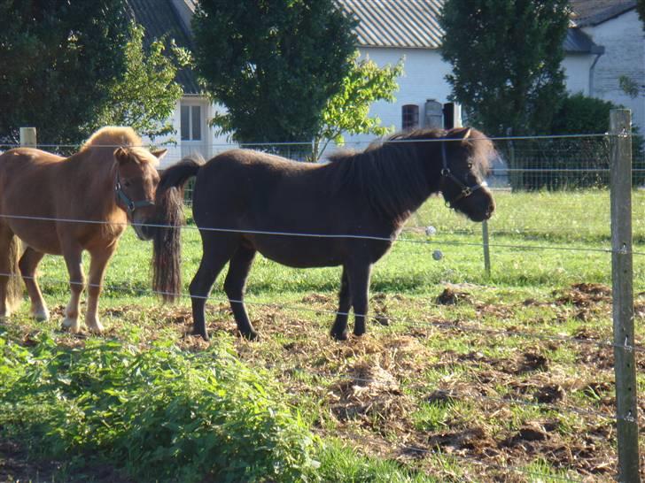 Miniature Søbygård´s Surprise billede 14