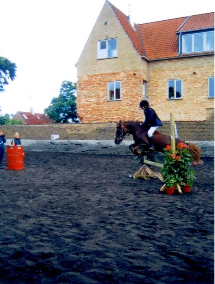 Anden særlig race valentin - springstævne på TPRK, fik en 3. plads i LC´en og en første plads i LB´en. Det var mit første stævne, og jeg havde lige fået ham :) billede 12