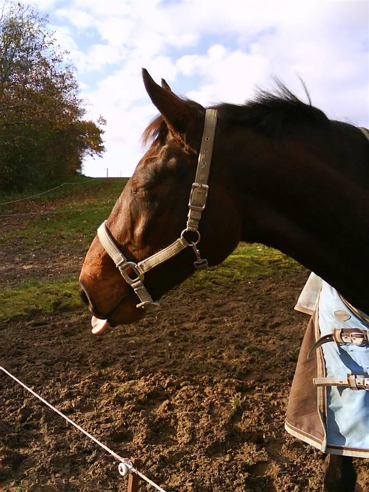 Dansk Varmblod Manito - Foto: mig billede 18