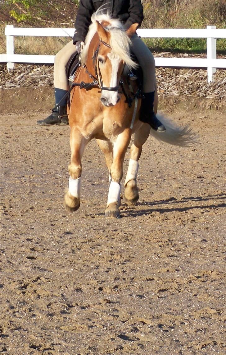 Haflinger Lucky - foto: far *NYT* den 17 november billede 19