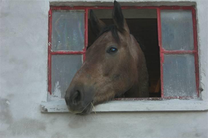 Anden særlig race Milancio S - Vindueskigger billede 6