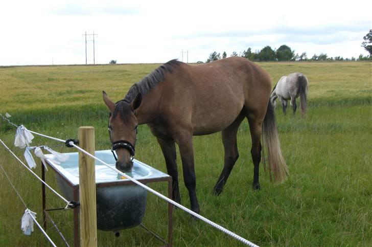 Anden særlig race Milancio S - På fold sommeren 2008 billede 7