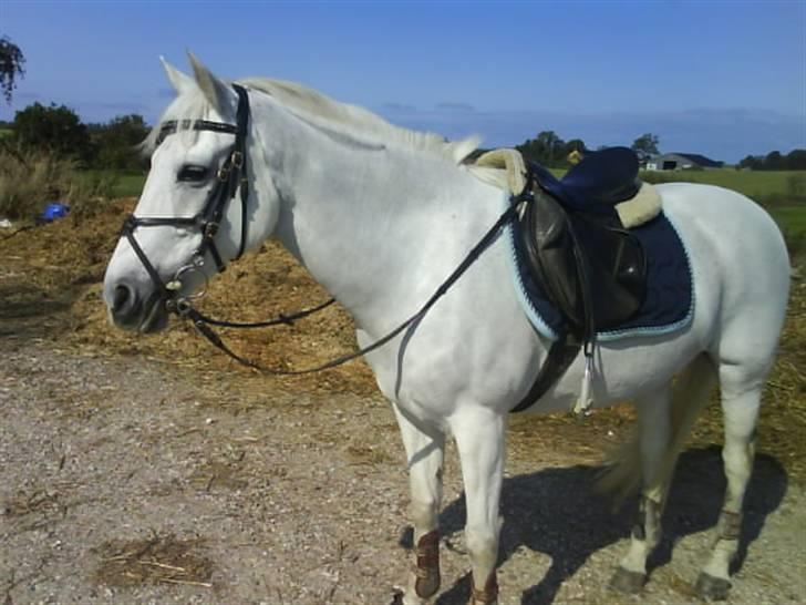 Anden særlig race Littel Cavalina - Lunde efter ridetur på marken:D<3 billede 15