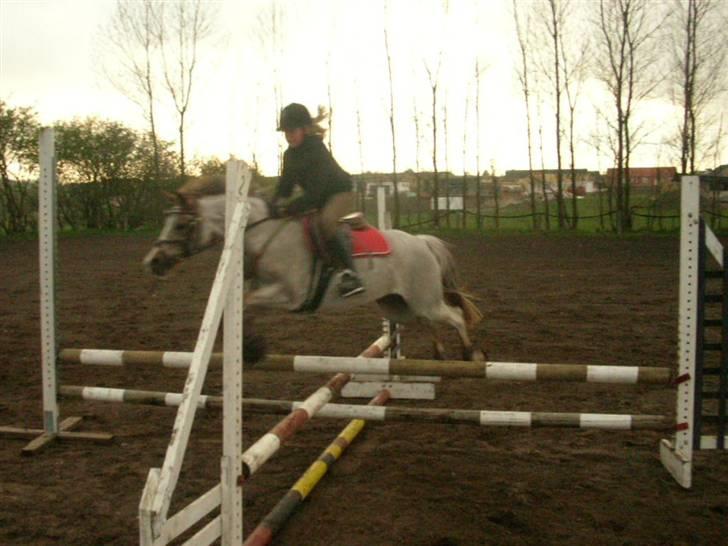 Welsh Pony (sec B) Amandas ElveraSolgt:/ - Springer underligt spring billede 11