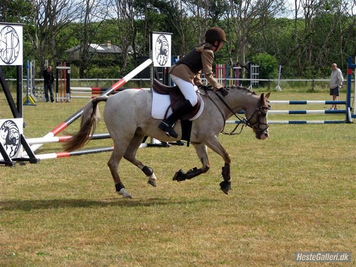 Welsh Pony (sec B) Amandas ElveraSolgt:/ - Hjørring MB gallopere ud af banen billede 13
