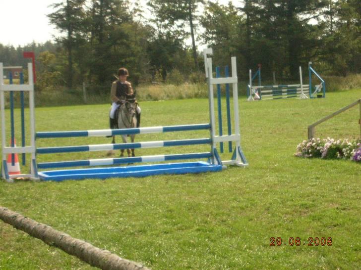 Welsh Pony (sec B) Amandas ElveraSolgt:/ - Vand i vrensted billede 14