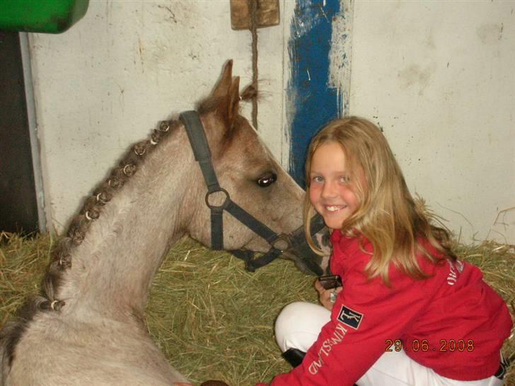 Welsh Pony (sec B) Amandas ElveraSolgt:/ - Elvera sov da vi skulle sadle op til præmieoverrakelsen billede 15