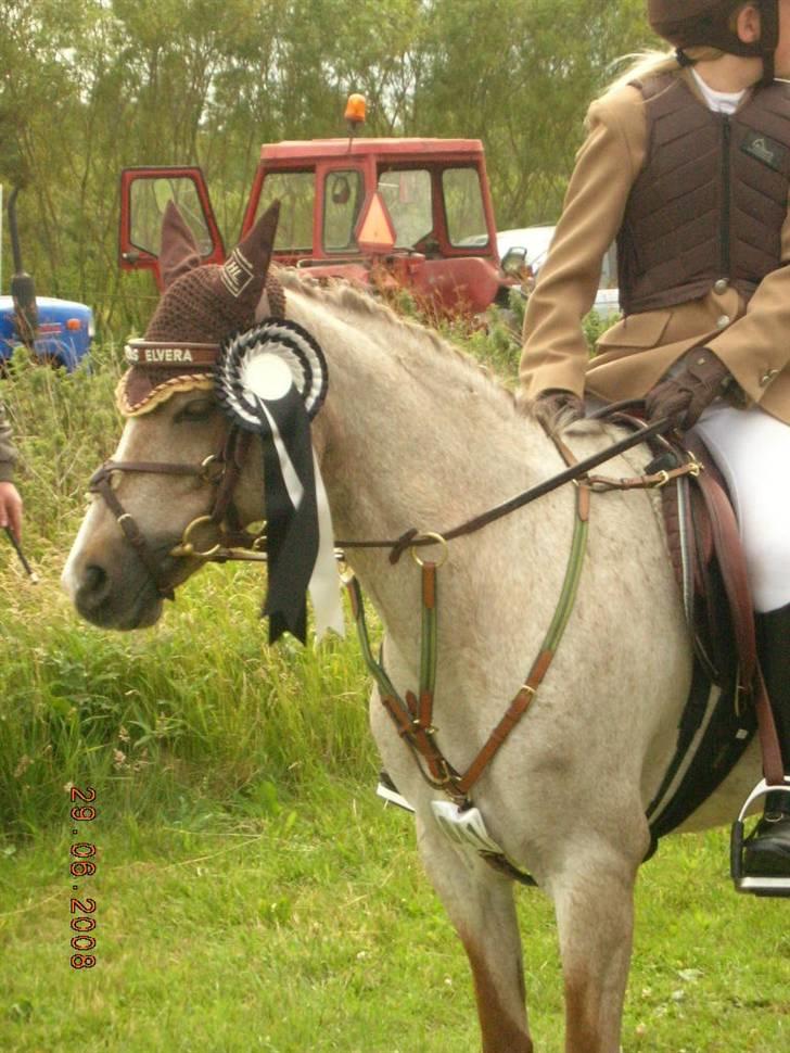 Welsh Pony (sec B) Amandas ElveraSolgt:/ - Inden præmieoverrakelse billede 16
