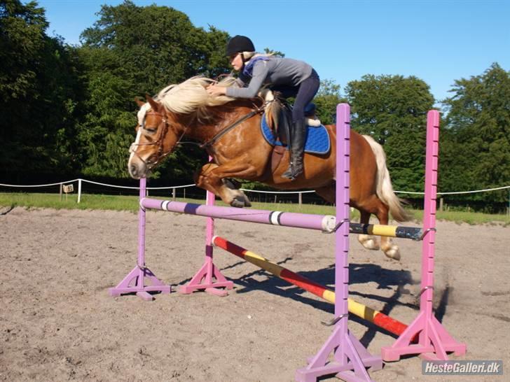 Haflinger Dreams Archi - 110cm (: <3 du vil altid have mest plads i mit hjerte ! <3 :*  billede 16