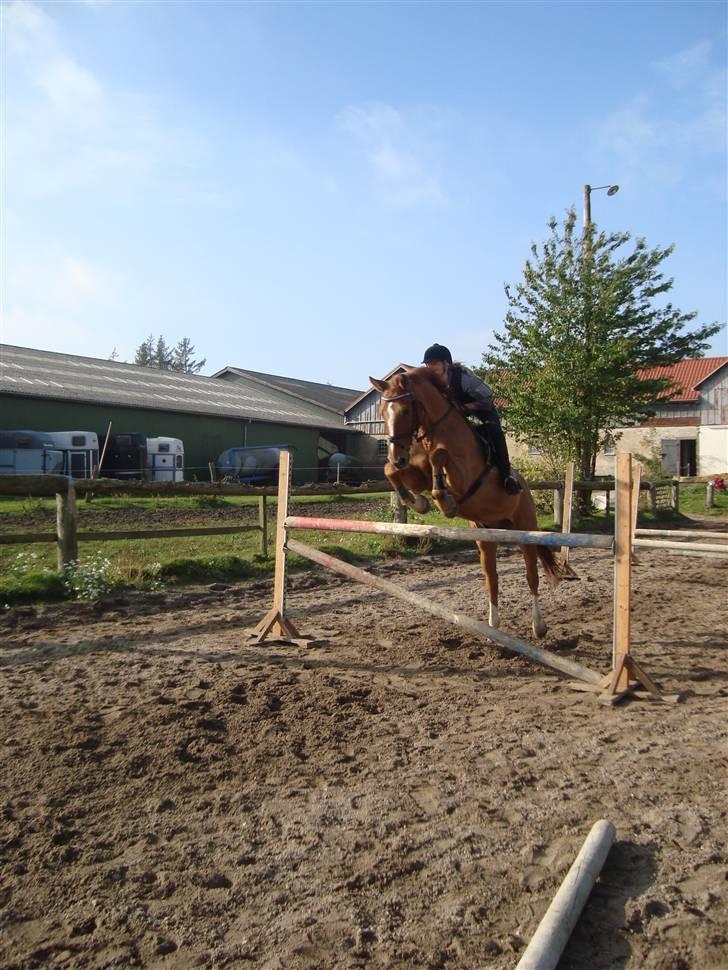 Dansk Varmblod Rostro Quintus - Rosse og jeg springer 130.. billede 16