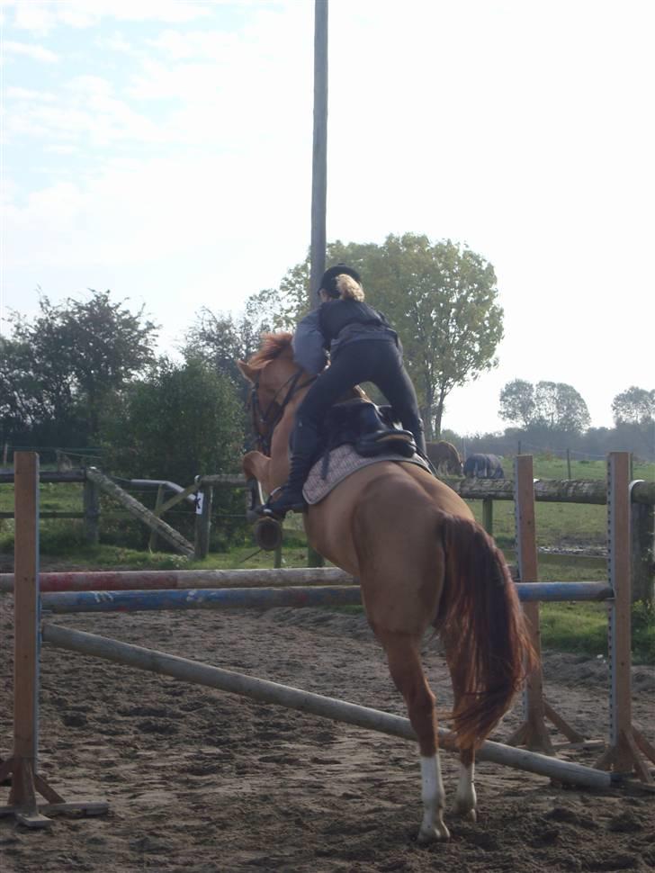 Dansk Varmblod Rostro Quintus - bagfra:D okse ca. 110 billede 17