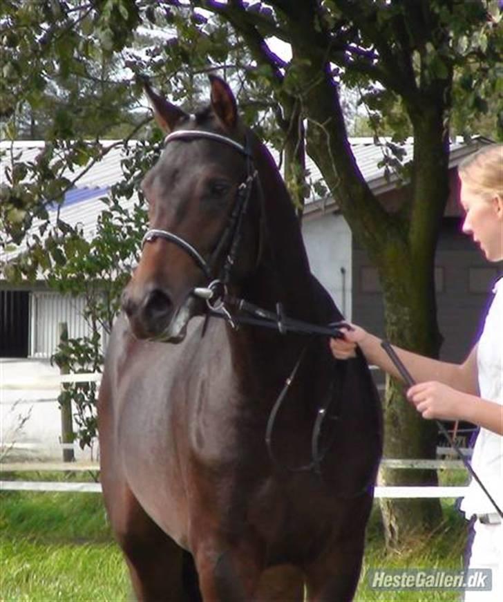 Welsh Partbred (Sec F) Heidewinde's Kenwood - Charmetrolden til føl og plagskue ;p  billede 1