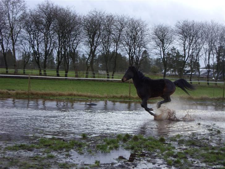 Welsh Partbred (Sec F) Heidewinde's Kenwood - En vaskeægte vandhest ;p billede 2