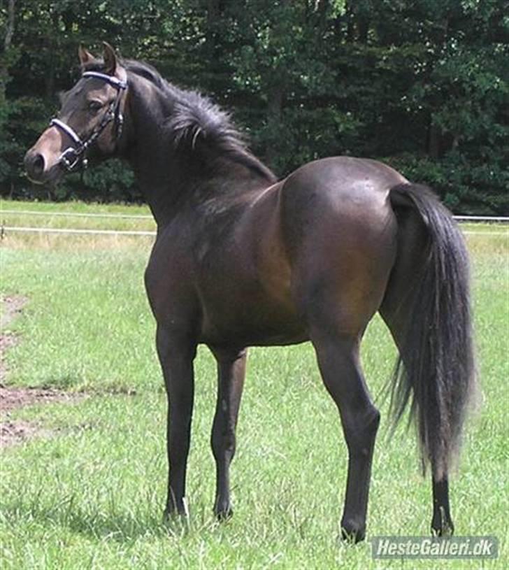 Welsh Partbred (Sec F) Heidewinde's Kenwood - Ude på marken og lege model ;) billede 3