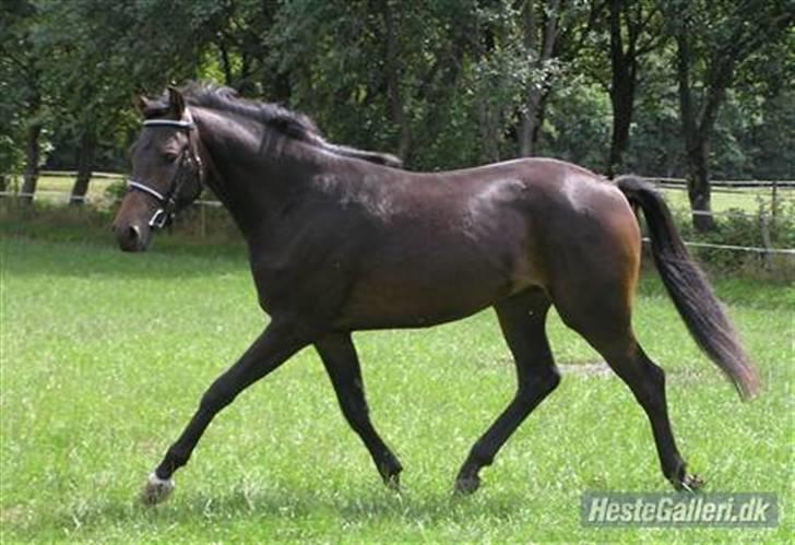 Welsh Partbred (Sec F) Heidewinde's Kenwood - Ingen ude og få taget billeder. billede 4