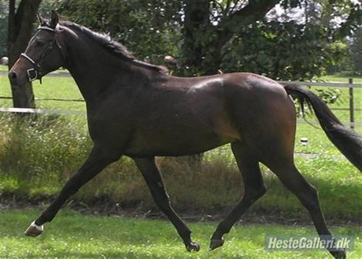 Welsh Partbred (Sec F) Heidewinde's Kenwood - It´s fototime :¤ billede 5