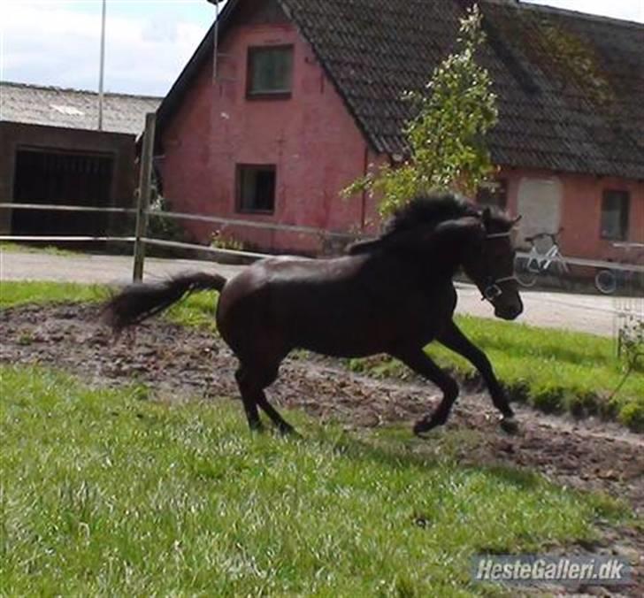 Welsh Partbred (Sec F) Heidewinde's Kenwood - En rigtig modelhest! billede 6