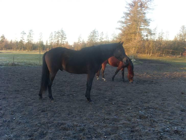 Welsh Partbred (Sec F) Heidewinde's Kenwood - Hvilke spilopper skal man mon finde på, at lave i dag? ;p billede 7