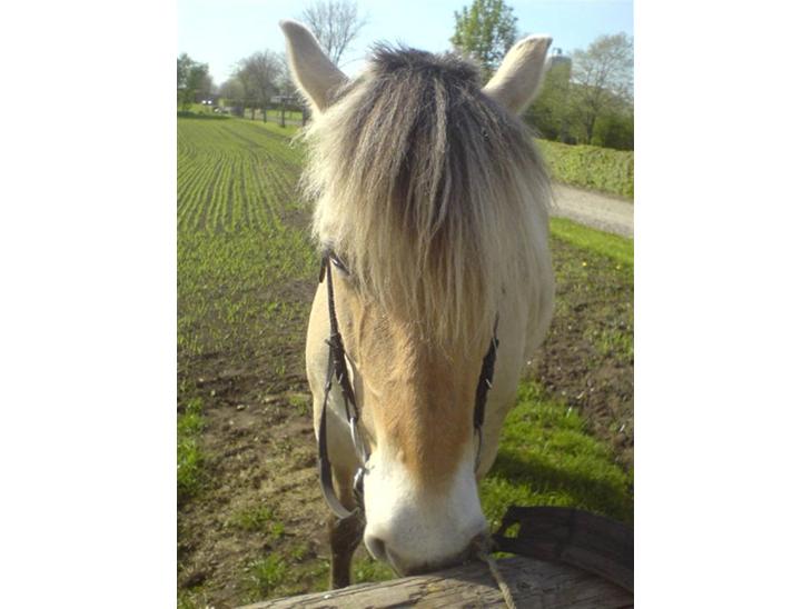 {{currentPhoto.altText}} billede {{currentPhoto.number}}