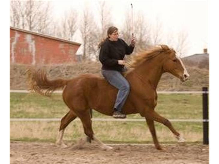 {{currentPhoto.altText}} billede {{currentPhoto.number}}