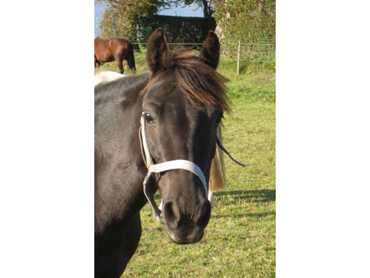 {{currentPhoto.altText}} billede {{currentPhoto.number}}