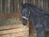 Frieser Bastiaan *R*I*P*