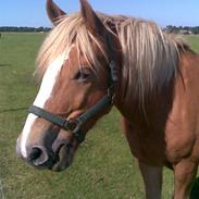 Haflinger Merlin