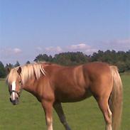 Haflinger Merlin