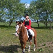 Arabisk fuldblod (OX) Maglebjergs My Girl Laura