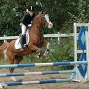 Arabisk fuldblod (OX) Maglebjergs My Girl Laura