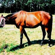 Anden særlig race Calle