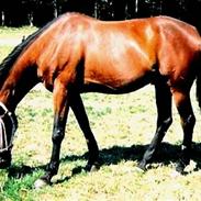 Anden særlig race Calle