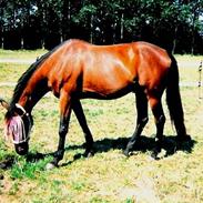 Anden særlig race Calle