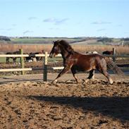 Welsh Cob (sec D) Dreamlover