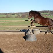 Welsh Cob (sec D) Dreamlover
