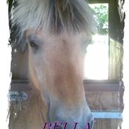 Fjordhest bella - gammel part