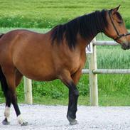 Anden særlig race Athene