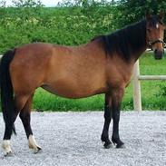 Anden særlig race Athene