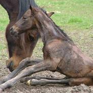 Anden særlig race Athene