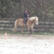Haflinger R.I.P HUMLE!