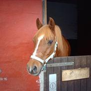 Sportsaraber (A) Redstar <33 :')