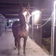 Anden særlig race Mozart