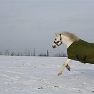 Anden særlig race Frede SOLGT