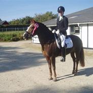 Tysk Sportspony T-Charly