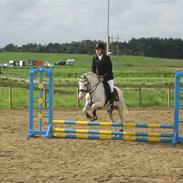 Welsh Pony af Cob-type (sec C) Steensgaardens Silver